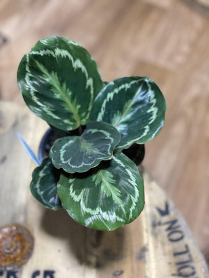 Calathea medallion - That Plant Shop