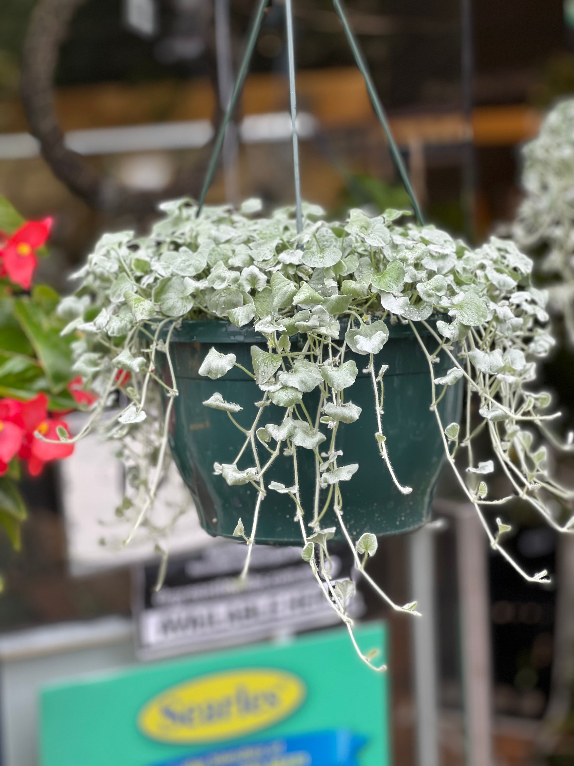 Dichondra silver falls