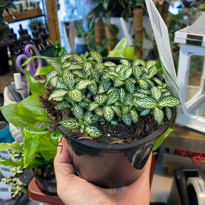 fittonia nerve plant assorted