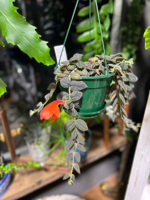 Columnea Gloriosa