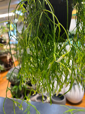 Rhipsalis baccifera campos-Portoana
