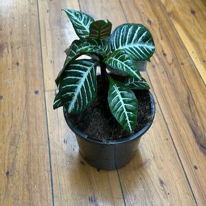 Aphelandra “zebra plant”