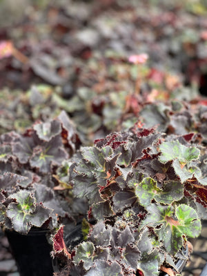 Begonia  Rex varieties