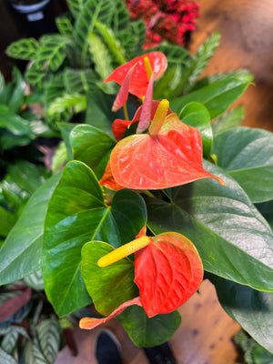 Anthurium mixed