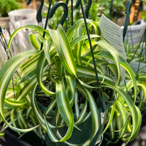 Chlorophytum bonnie