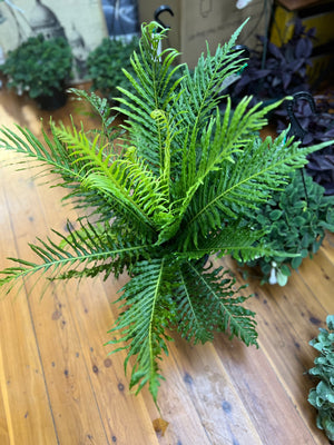 Fern Blechnum silver lady “ dwarf tree fern”