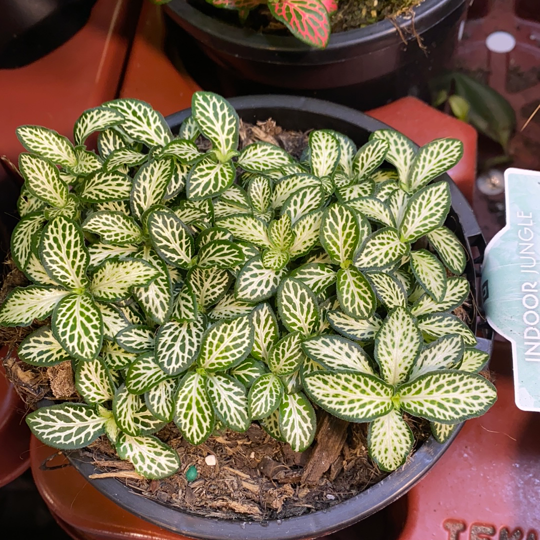 fittonia nerve plant assorted