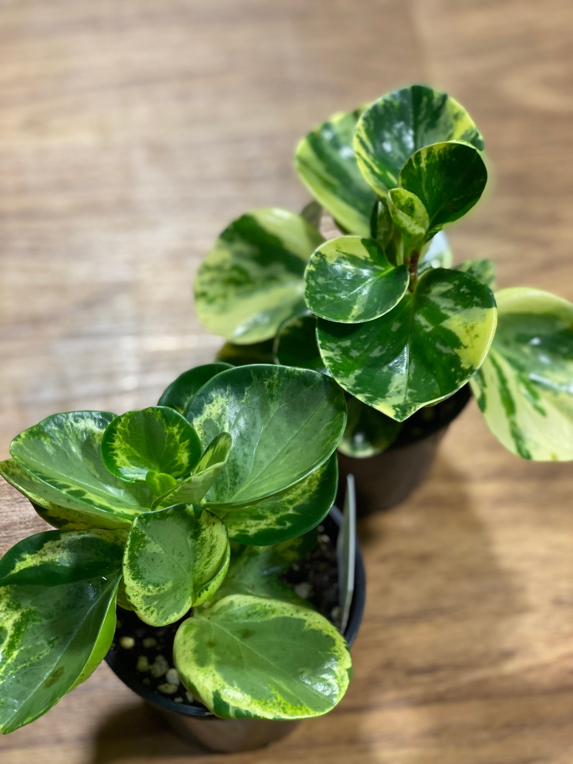 Peperomia obtusfolia mixed varieties