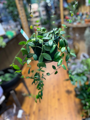 Aechynanthus lipstick