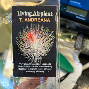 Tillandsia gift