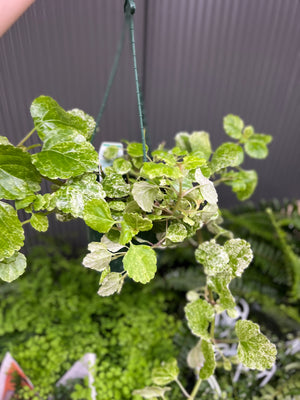 Plectranthus varigata Swedish ivy