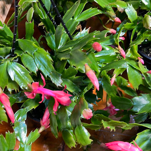 Zygocactus  mixed colours hanging basket