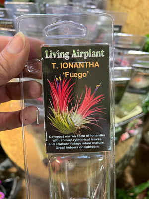 Tillandsia gift