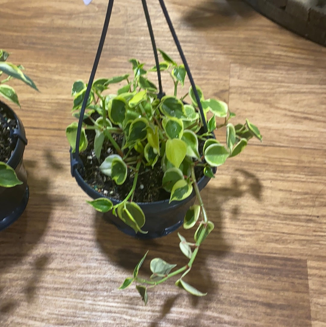 Peperomia cupid(scandens) Cupid variegated