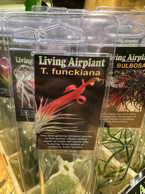 Tillandsia gift
