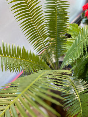 Dioon spinulosum