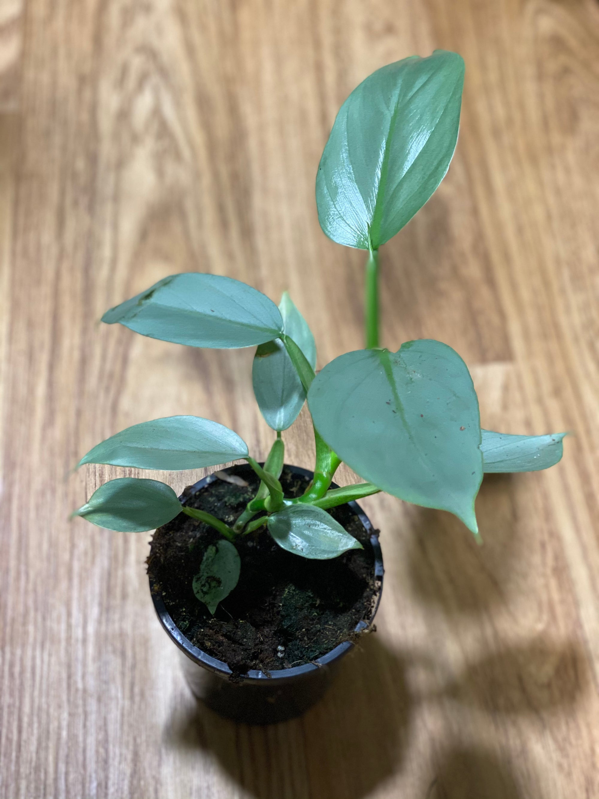 Philodendron silver sword