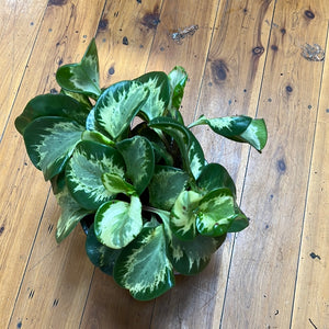 Peperomia obtusfolia mixed varieties