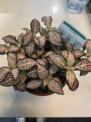 fittonia nerve plant assorted