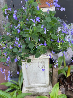 Streptocarpus “nodding violet”