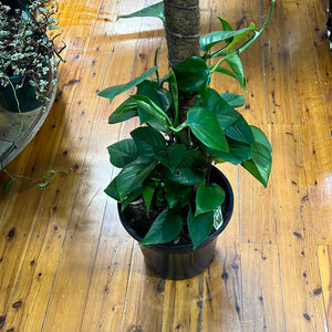 Epipremnum aureum ( devils ivy ) pothos totem