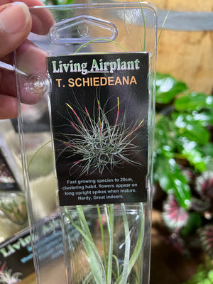 Tillandsia gift