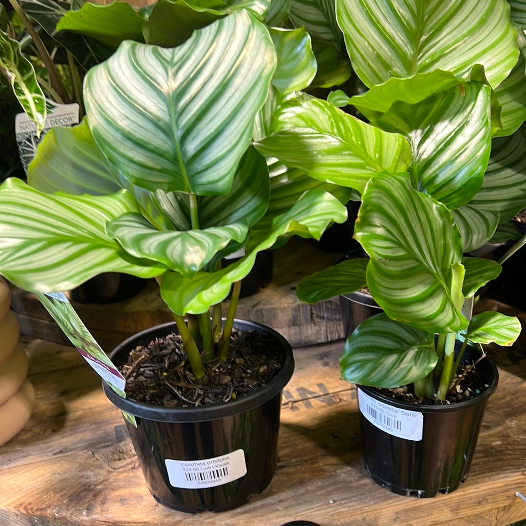 Calathea Orbifolia