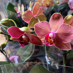 Phalaenopsis mini  double stem orchid