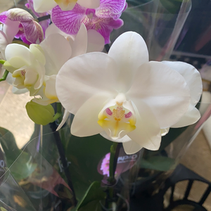 Phalaenopsis mini  double stem orchid