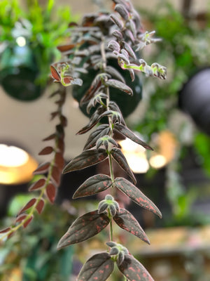 Columnea Gloriosa