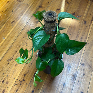 Epipremnum aureum ( devils ivy ) pothos totem