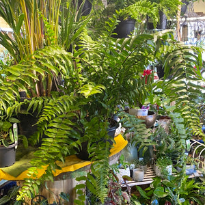 Nephrolepis biserrata macho hanging basket