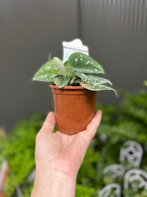 Scindapsus pictus argyreaus ‘satin pothos’