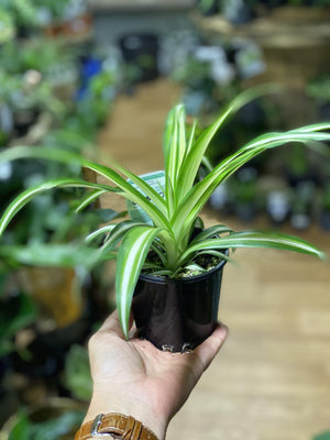 Chlorophytum ‘ ribbon plant’ , ‘spider plant’ - That Plant Shop