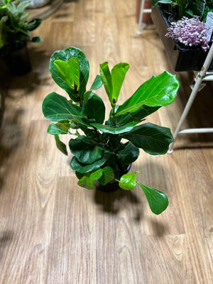 Ficus lyrata “fiddle leaf fig”