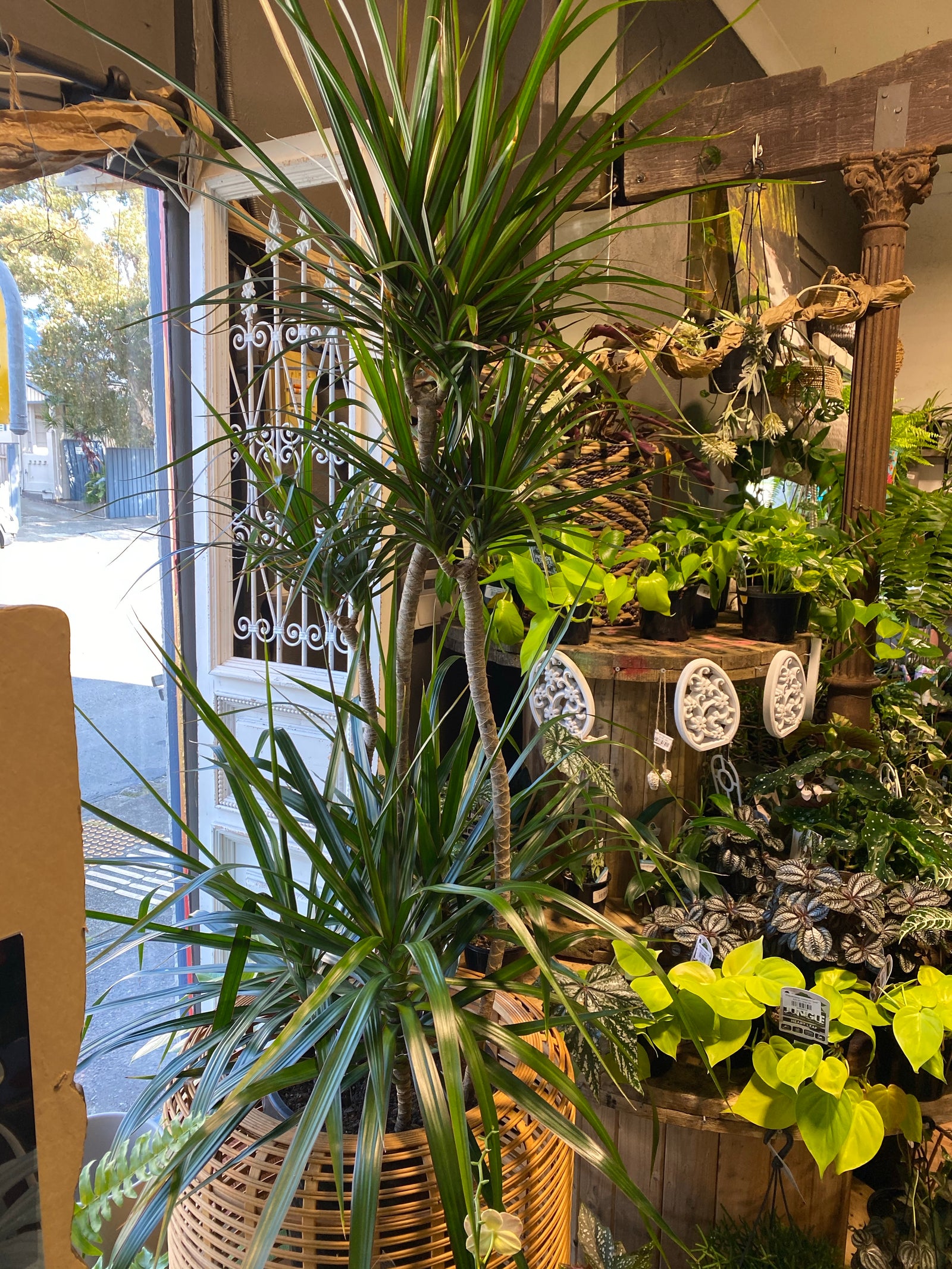 Dracaena marginata