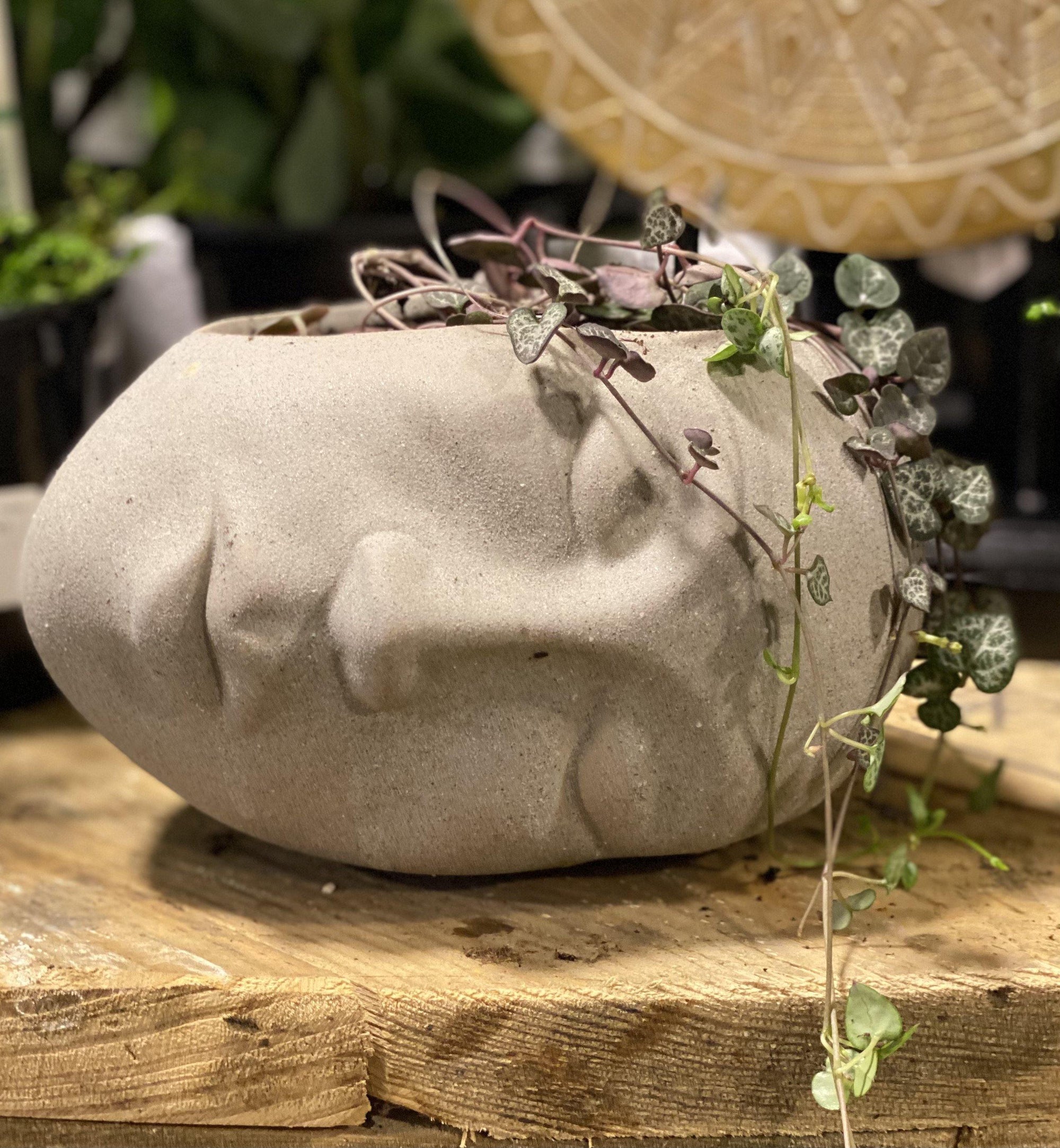 Sleeping beauty pot - Artisans Garden Nursery