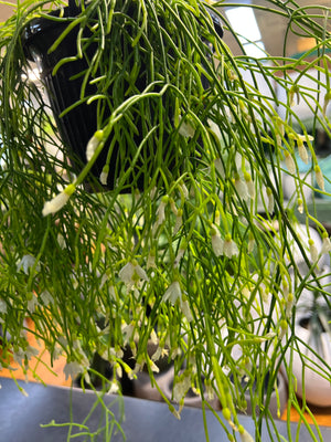 Rhipsalis baccifera campos-Portoana