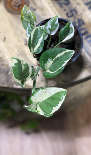 Epipremnum aureum "snow queen" - That Plant Shop