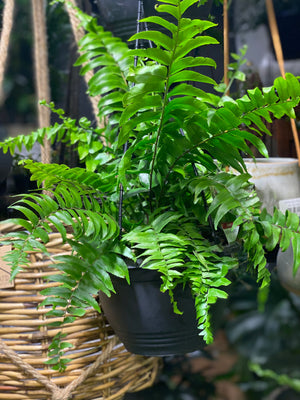 Nephrolepis biserrata macho hanging basket