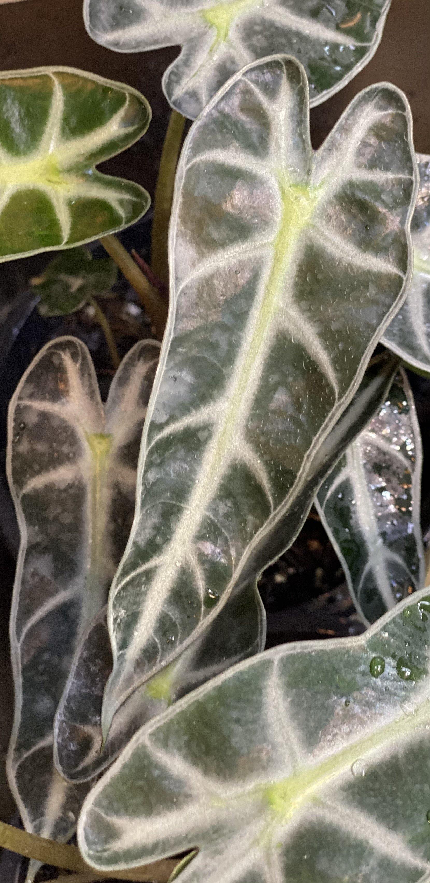 Alocasia Bebe bambino - That Plant Shop