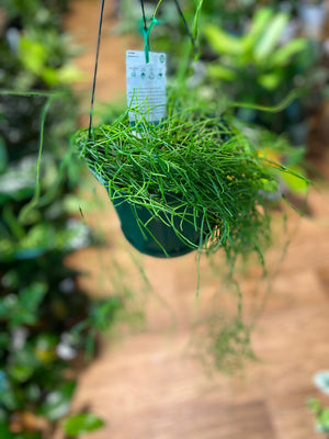 Rhipsalis baccifera campos-Portoana