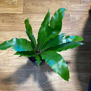 Asplenium Australasicum (Birds Nest Fern)