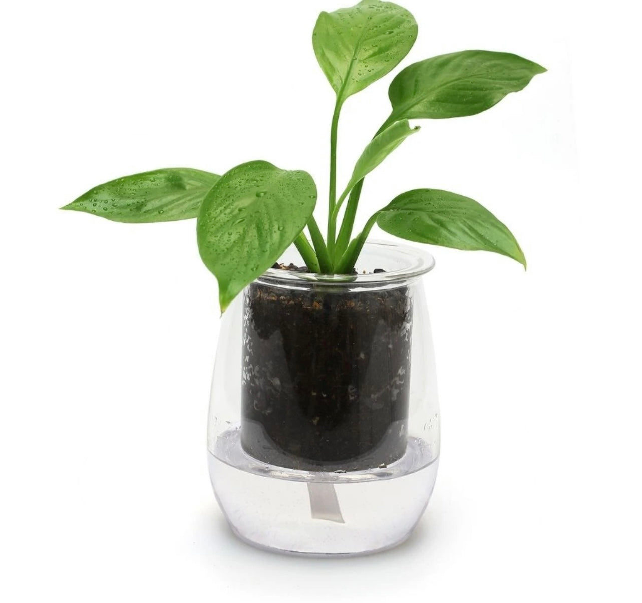 Cup o flora single pot