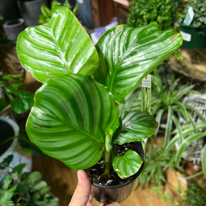 calathea orbifolia