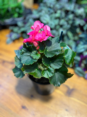 Begonia Elatior