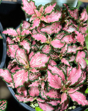 fittonia nerve plant assorted