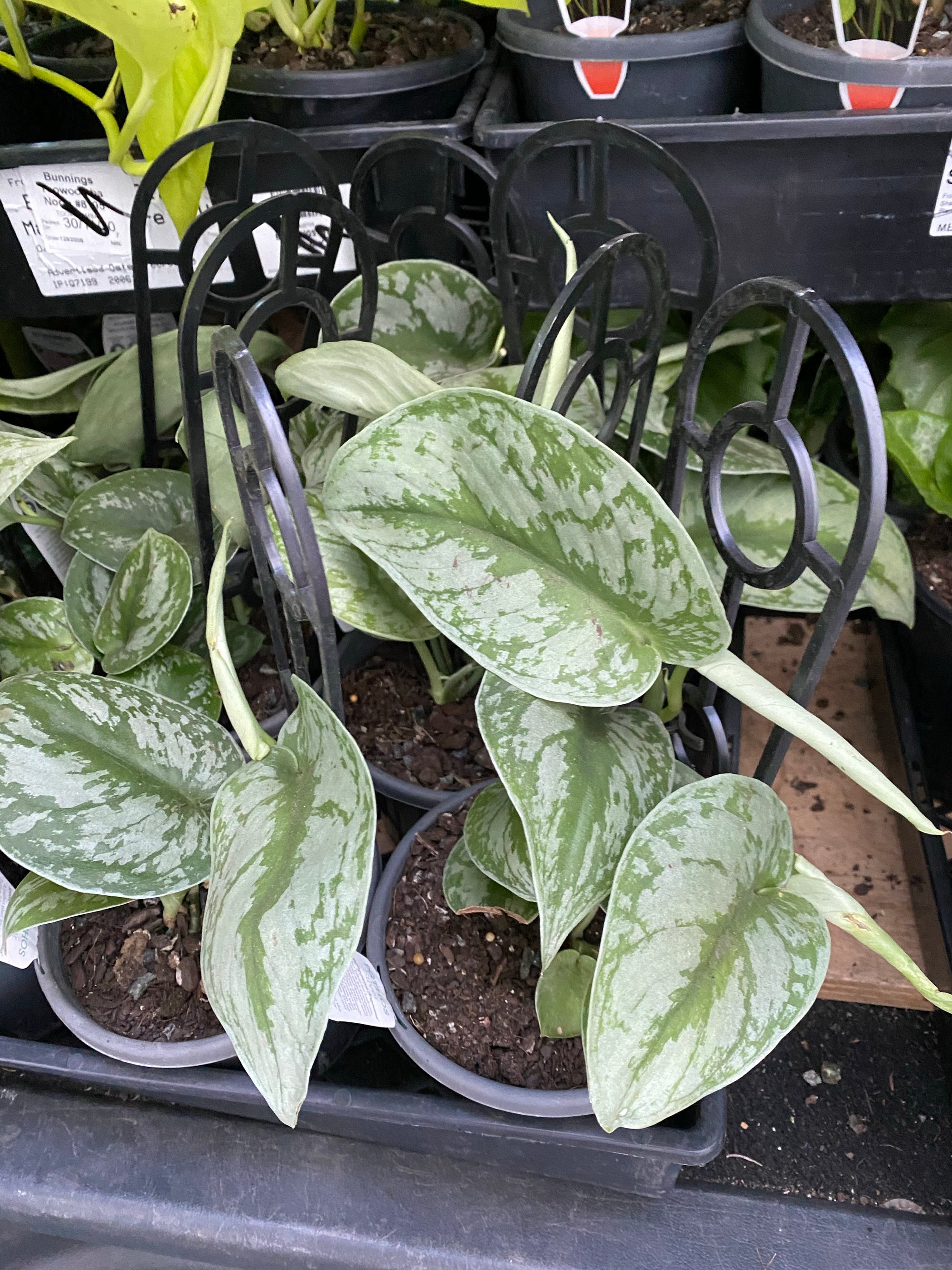 Scindapsus pictus argyreaus ‘satin pothos’