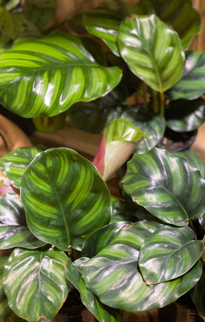 Calathea trifasciata