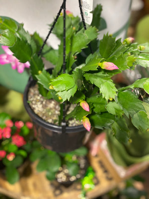 Zygocactus  mixed colours hanging basket